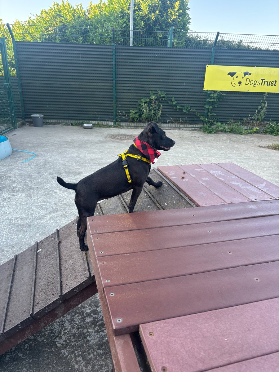 DogsTrust_IE's tweet image. Ebony has two moods: Super explorer, or queen snorer. There is no in between!
#WeekendMood