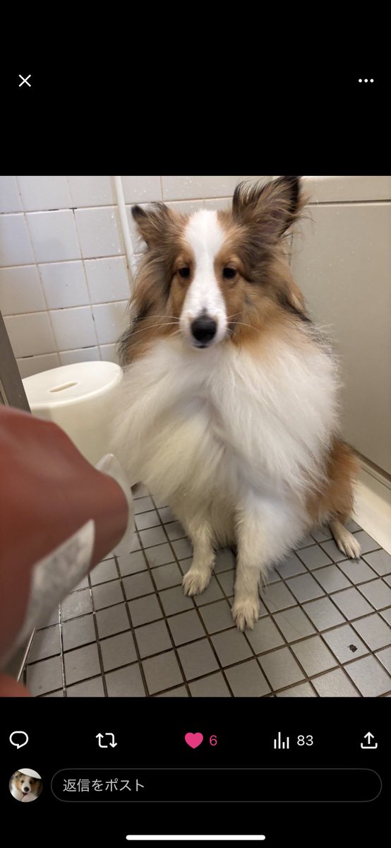 うどんも仲間に入れさせていただきました💛ありがとうございます😊とってもかわいい！