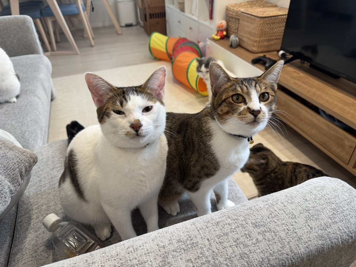 matsutake_cat's tweet image. 飼い主の仕事が終わるまで、かまってモード全開で待っててくれる末っ子にゃんず