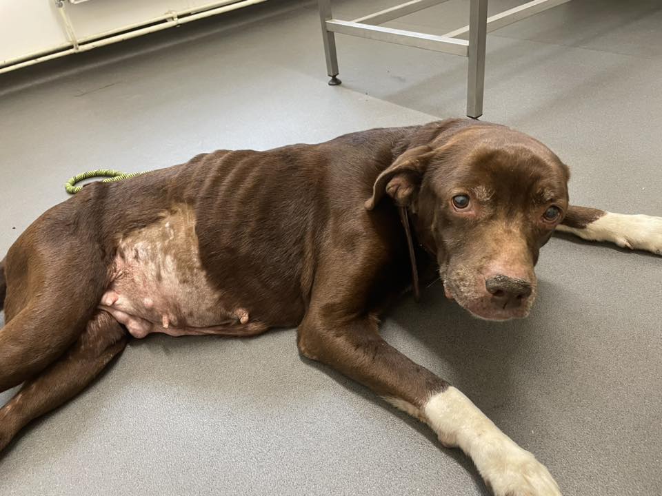 AdoptionsUk's tweet image. Please retweet APPEAL FOR INFORMATION #BRIDGEND #WALES #UK πππ
This poor girl, who we have named Hilda, was found straying in the Bridgend area earlier today. Due to her condition she was rushed straight to our vets where they have sadly found a multitude of concerning healthβ¦