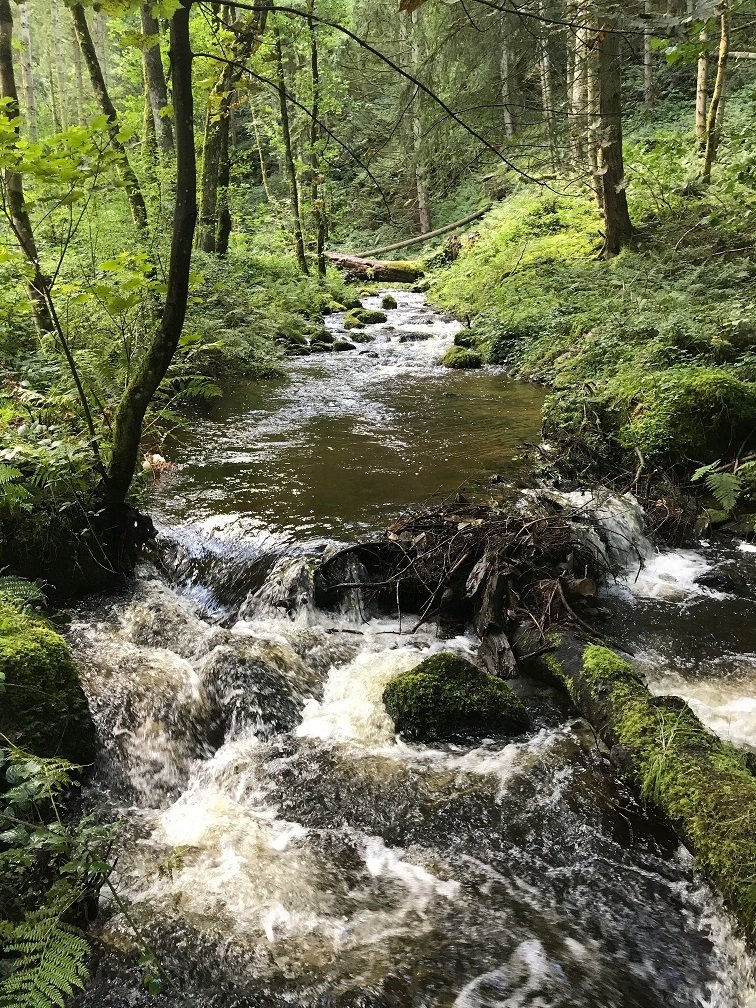 This is the Llynor. 

It's one of the cleanest tributaries on the Dee.
 No farmyards or sewage treatment works upstream.

 And it's mostly forest, a big section being restored to ancient woodland. 

But it has a major problem. 
A 🧵