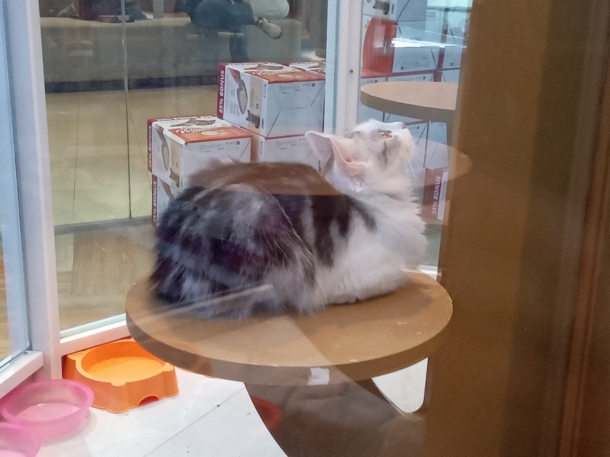 I found a look at loaf cat! 😯🥰 #CatsOnTwitter #CatsOnX