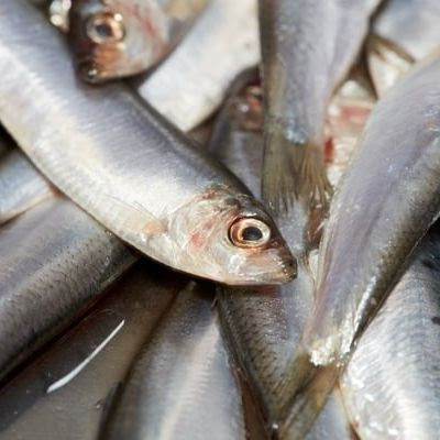 fisheriesappg's tweet image. With collaboration needed to close these, the list of evidence gaps relating to the Southern North Sea and Channel skates and rays, North Sea and Channel sprat, cockle, queen scallop, and Southern North Sea demersal #NQS #FMPs has been updated. loom.ly/EOLBm7U