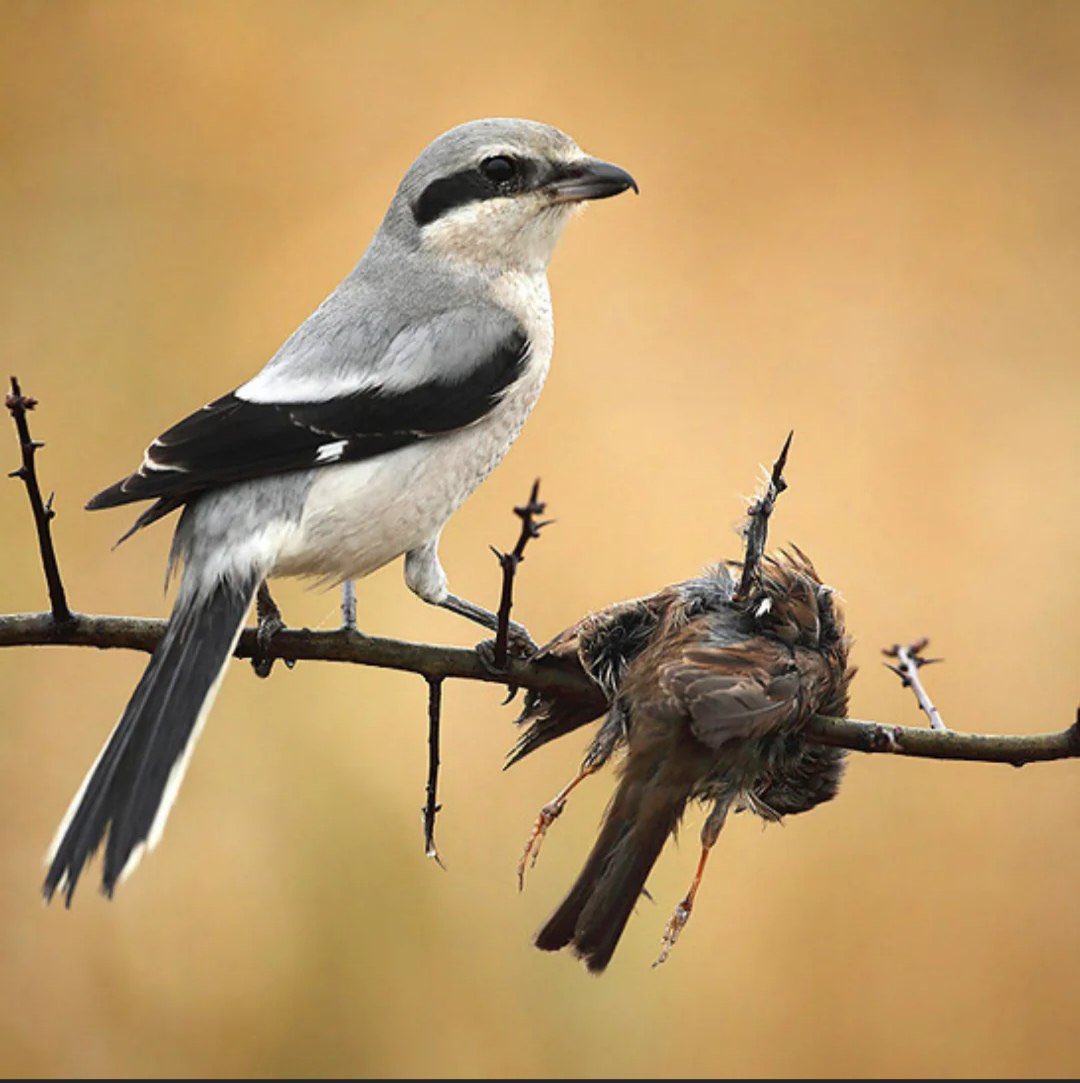 The shrike, also known as the "butcher bird," is a songbird renowned for its unique hunting and feeding behavior. It impales its prey, such as insects, lizards, or small birds, on thorns or barbed wire, creating a "larder" for later consumption or display.