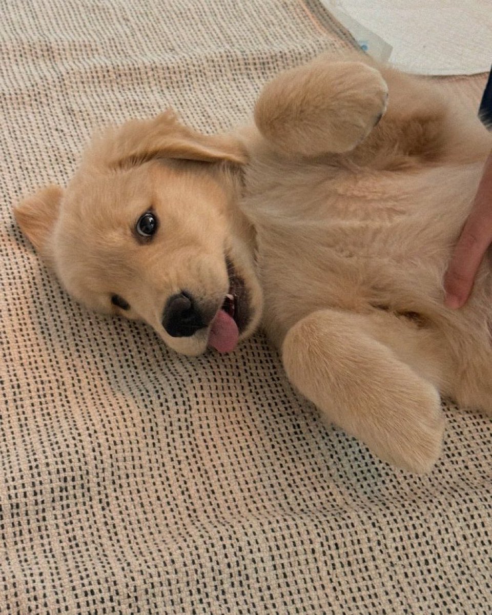 อย่ามาเล่นกับใจหมาเด่ก