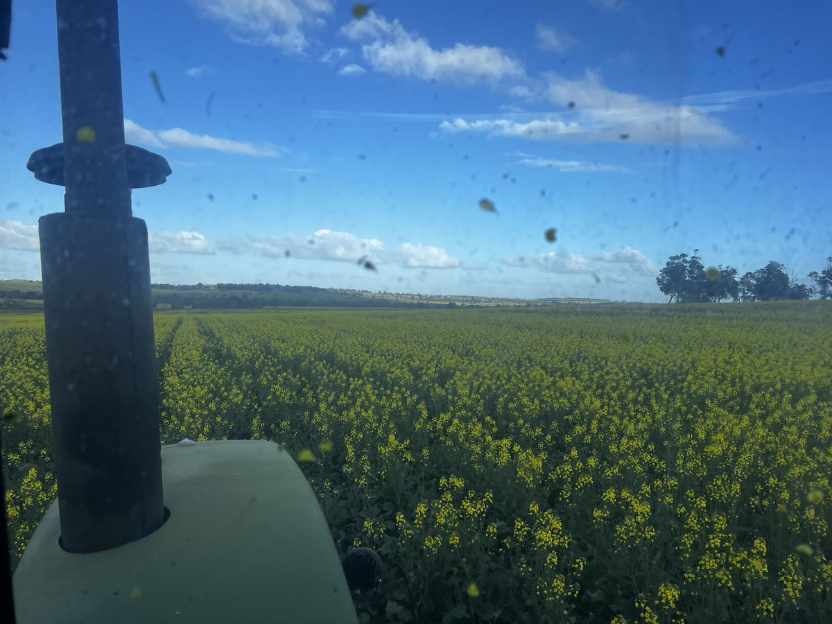 Giving PY428 another 30 units N and a fungicide