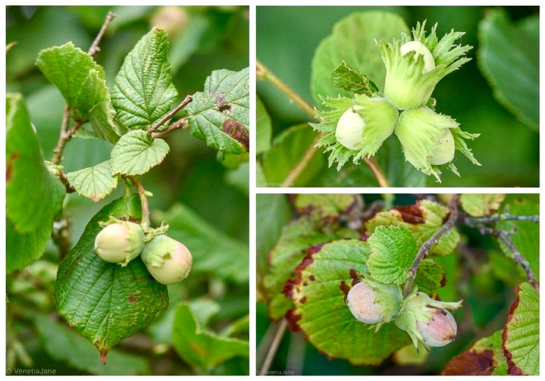 VenetiaJane's tweet image. In West Yorkshire #folklore, hazel trees were watched over by Churn Milk Peg, a scary, pipe-smoking faery hag. Children were warned not to gather unripe nuts, or she would give them a sharp pinch, or carry them off altogether. Her wrath protected the #harvest. #LegendaryWednesday