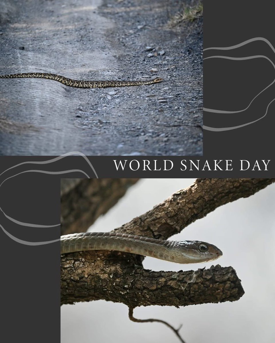 World Snake Day 

Mysterious. Misunderstood. Essential.
Snakes are vital to healthy ecosystems, keeping nature in balance as both predator and prey.

Let’s shift the fear into fascination and protect these silent guardians of the wild.

#WorldSnakeDay #SnakesOfAfrica