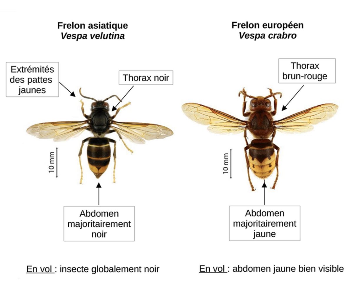 🐝 Le vrai tueur d’#abeilles ?
Indice : il est noir, il vient d’ailleurs, et il ne fait pas dans la demi-mesure.

👉 Le #frelon asiatique (Vespa velutina) décime nos ruches.
Rien à voir avec son cousin européen, bien plus pacifique.

Agissons, mais contre les vraies menaces.