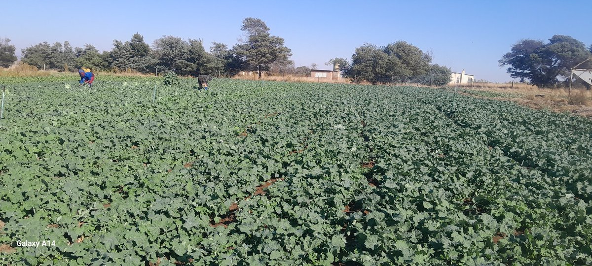 GoompyFresh's tweet image. Good morning Africa