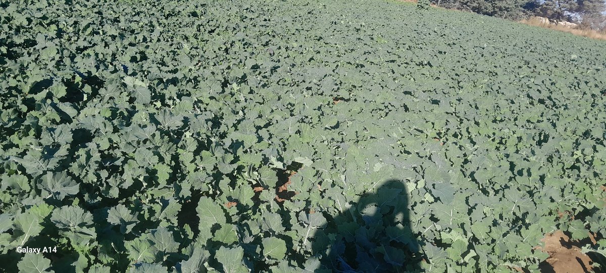 GoompyFresh's tweet image. Good morning Africa