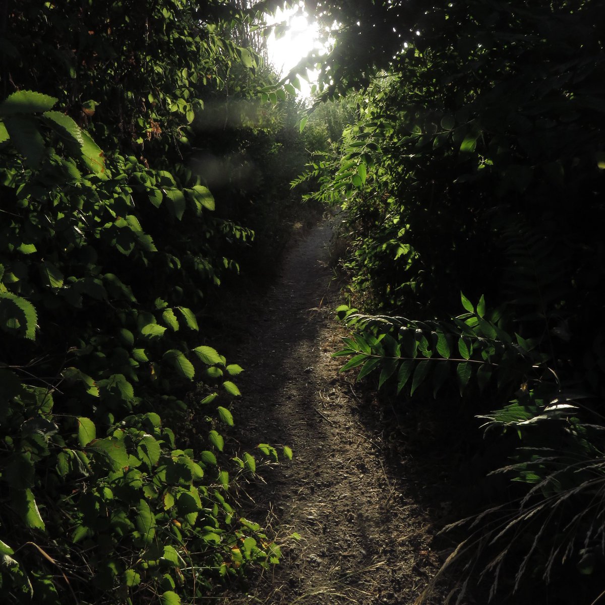 jrxrm's tweet image. ayer me salí al río a echar fotos y me quemé los hombros por el camino 🏞️