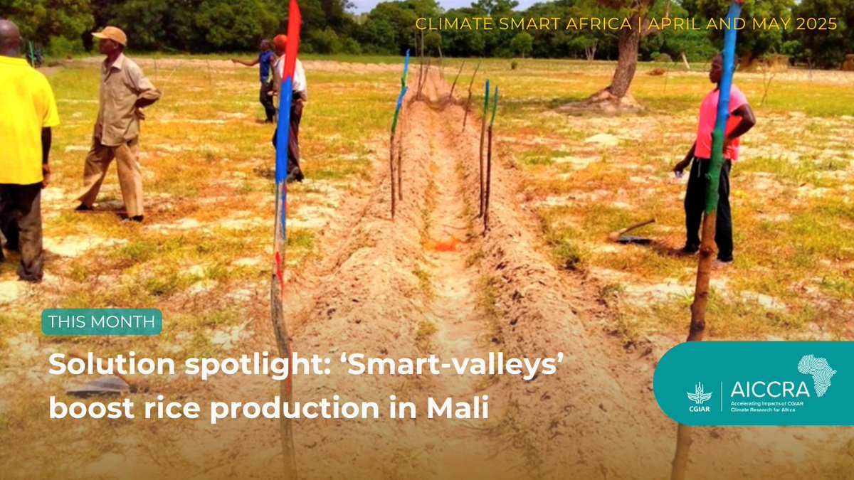 CGIAR_EMD's tweet image. 🚀 @CGIARAfrica is driving climate-smart impact across Africa, from Mali’s ‘Smart-valleys’ boosting rice yields by 88% to @CGIAR innovations scaling in key countries.
🔗More: lnkd.in/d4CrRVQy
#OneCGIAR #AICCRA #SustainableFarming