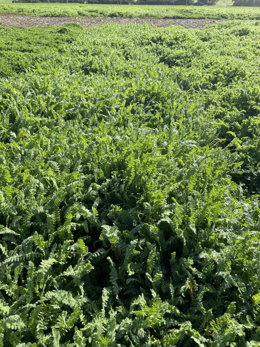 New tetraploid serradella taking off at Boilup
