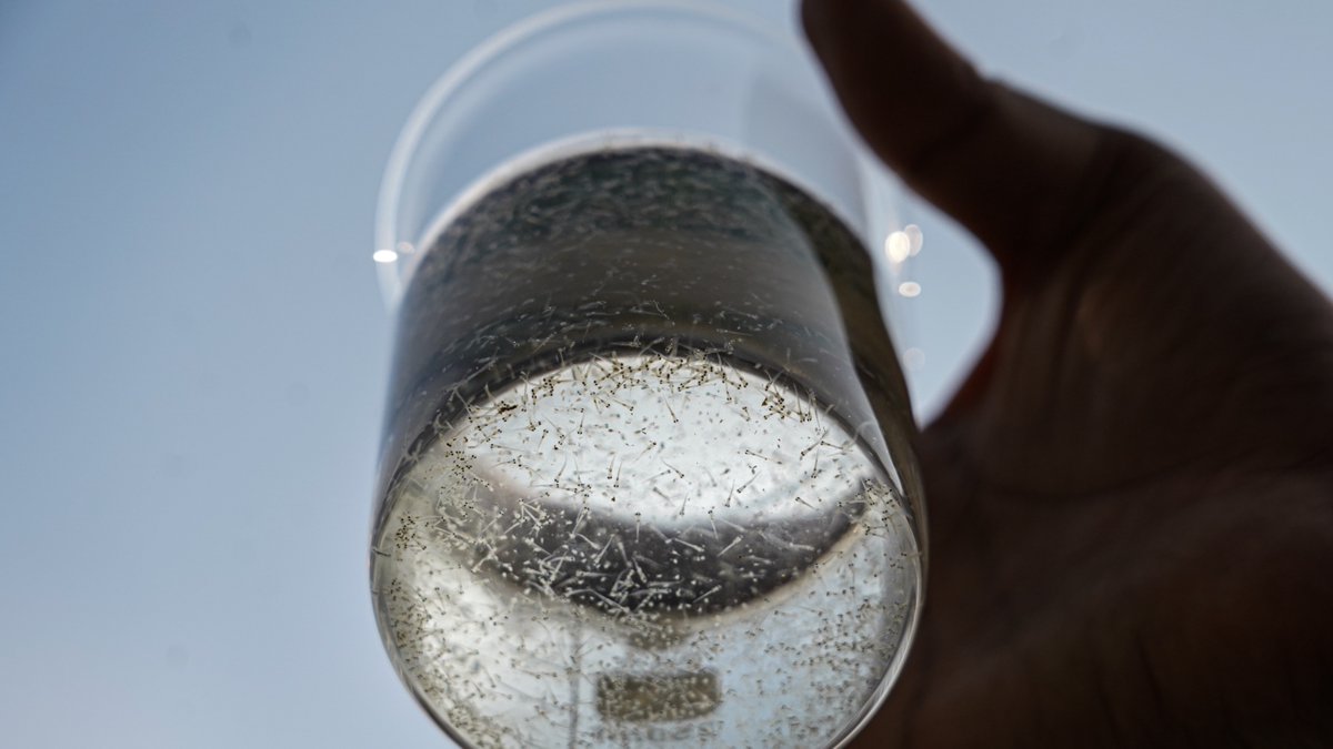 WorldFishCenter's tweet image. 💡Building on prior success from WorldFish's solar-powered mini #fishseed hatcheries, this model is now being scaled up through @CGIARScaling, with growing private sector collaboration.
This initiative helps to improve Bangladesh’s southern delta communities.
#AquaticFoods