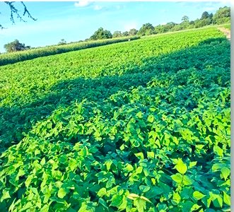 With essential leadership from the Hwange District Food and Nutrition Security Committee, the Kubhudilila Garden is thriving, boosting food and nutrition security and creating sustainable livelihoods for community members.

Read more: fnc.org.zw/scaling-up-nut…