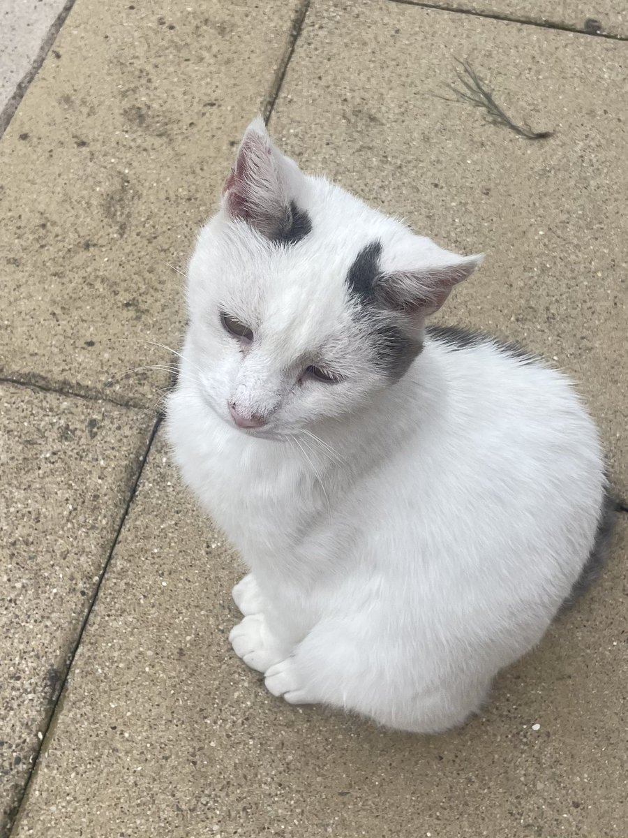 Today before I start my #Hedgewatch i think of dear Allan and send love to his family at this sad time. #HedgewatchforAllanPoes. ❤️❤️❤️