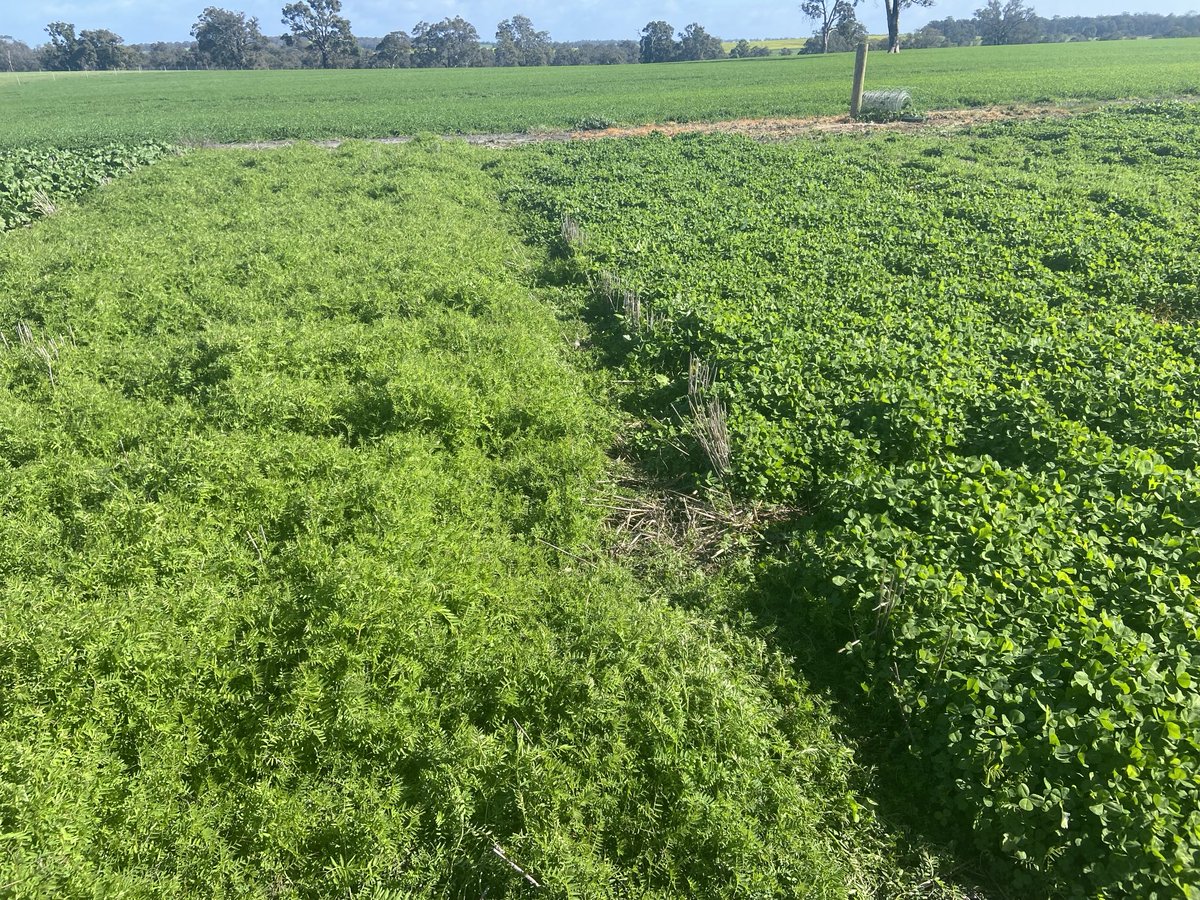 New regenerating arrowleaf clover (right) after a cereal. Another legume option resulting from the HALO project (GRDC, WAARC, MU, DPIRD, CSIRO collaboration)