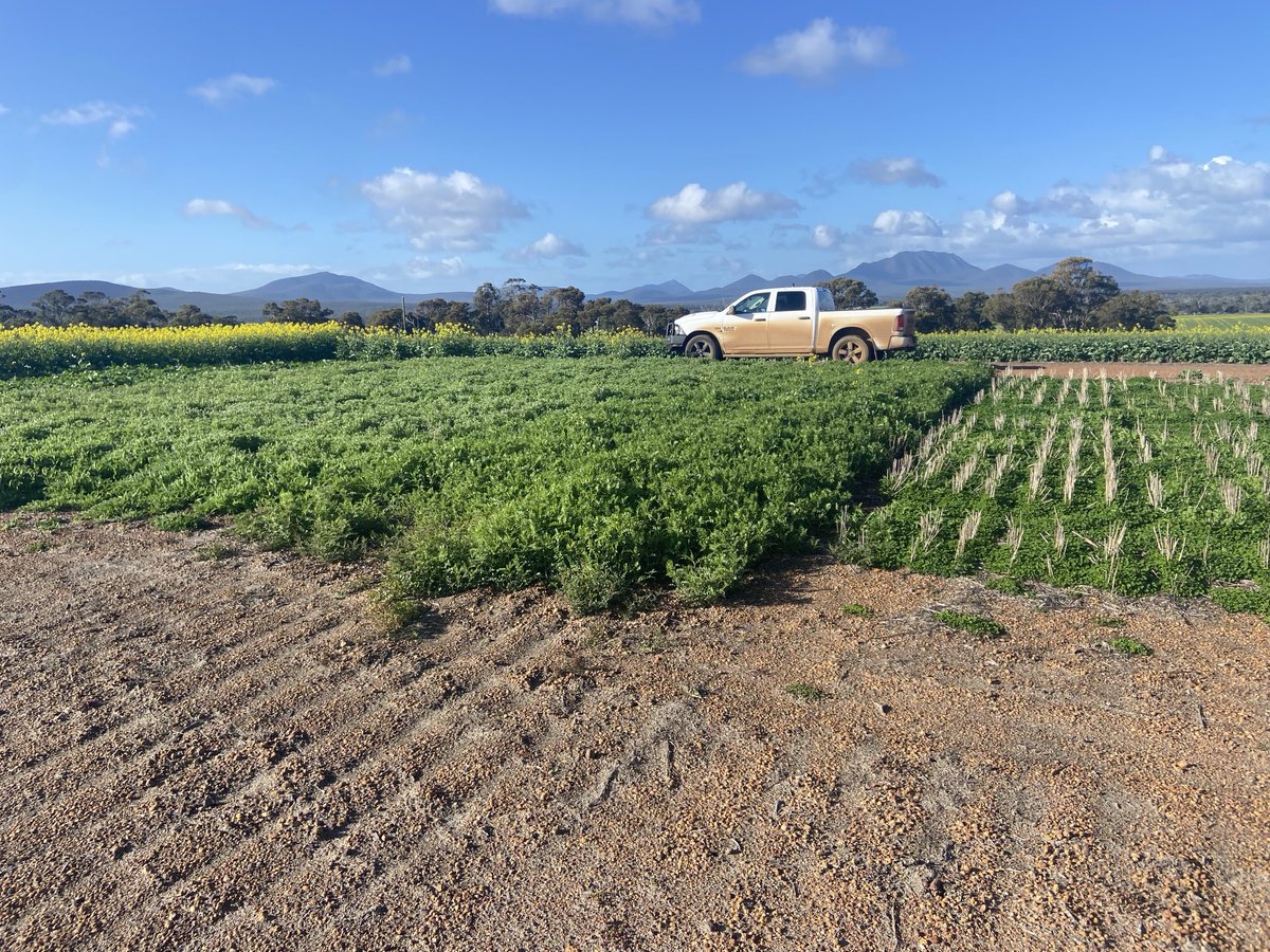 What N fixation production are we missing from sub-clover (on the right)???