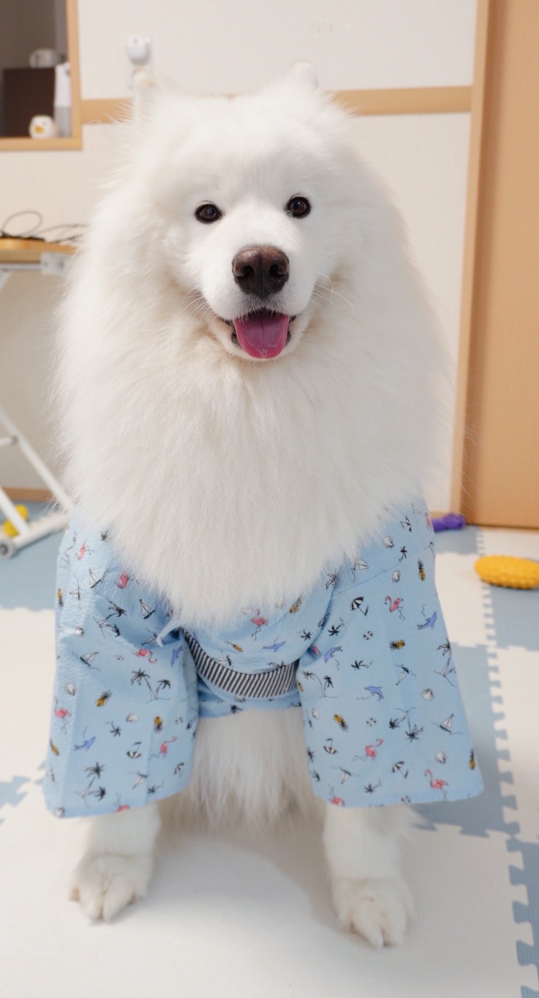 サモエド　Samoyed オリジナル　コート サモエド samoyed ファーコート（もふもふの楽園「サモエド