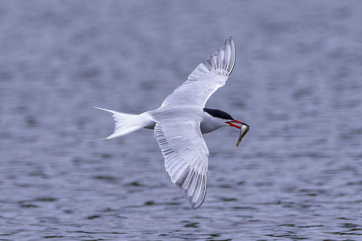 Michael80798575's tweet image. Common Tern seen on forge Mill Lake sandwell Valley @Natures_Voice @RSPBEngland @RSPBSandwell @RSPBbirders @WestMidBirdClub @WildlifeMag @BBCSpringwatch #Tern #Commontern