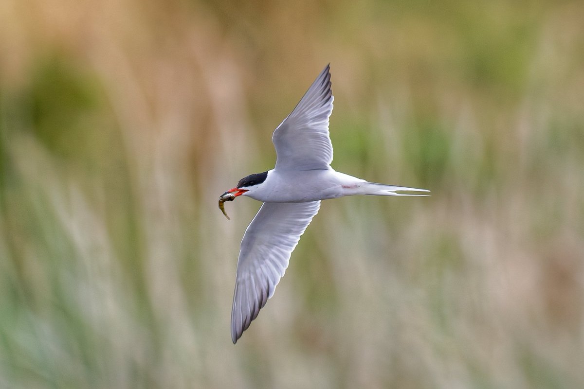 Michael80798575's tweet image. Common Tern seen on forge Mill Lake sandwell Valley @Natures_Voice @RSPBEngland @RSPBSandwell @RSPBbirders @WestMidBirdClub @WildlifeMag @BBCSpringwatch #Tern #Commontern