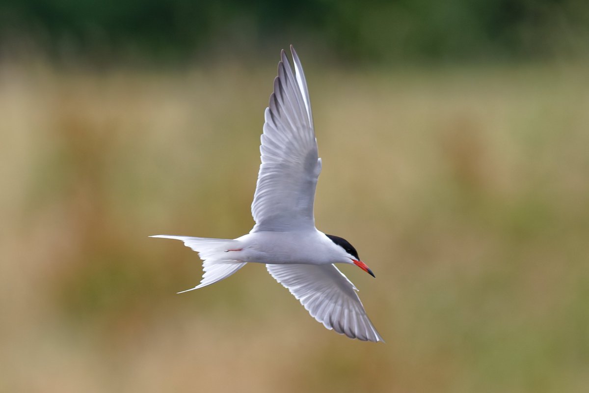 Michael80798575's tweet image. Common Tern seen on forge Mill Lake sandwell Valley @Natures_Voice @RSPBEngland @RSPBSandwell @RSPBbirders @WestMidBirdClub @WildlifeMag @BBCSpringwatch #Tern #Commontern