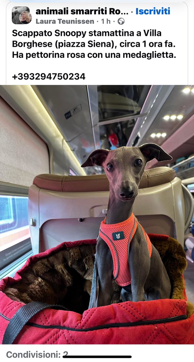 ‼️‼️‼️ #Roma scappato a villa borghese, si chiama Snoopy a una pettorina rosa sotto il numero di telefono del proprietario disperato