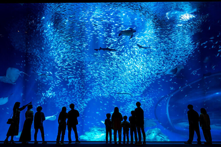 oarai_town's tweet image. 🌊SUMMER AQUAWORLD 2025 開催🌊
#アクアワールド・大洗 では、9/15(月)まで、水族館ならではの夏を楽しめるイベントを開催します😊
新フォトスポットや、夏限定特別演出のIWASHI LIFEなどが登場!
水族館の中で、生きものたちと一緒に夏の思い出を作りましょう🦈
詳細は☟
aquaworld-oarai.com/2025/07/11/sum…