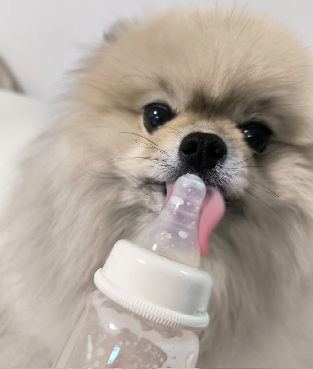 pome_boss0519's tweet image. これが赤ちゃんのお粥を盗み食いした犯人の顔です。