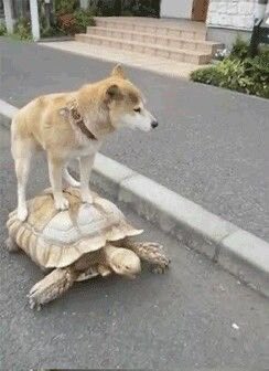 "Without wishing to appear ungrateful, Alan, I think I'll get the bus to work tomorrow"