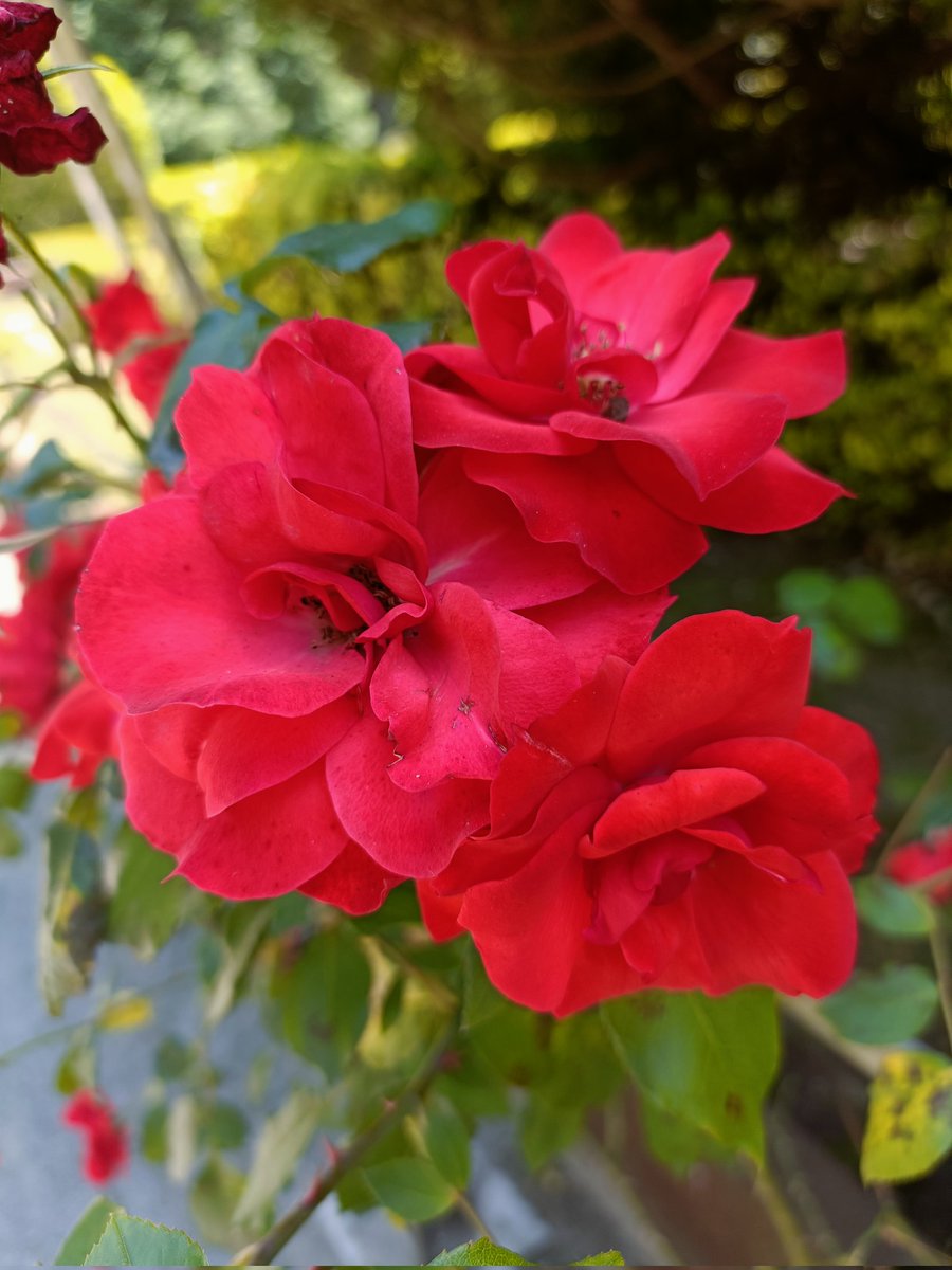 Feliz día del Carmen.
Muchas felicidades a las Carmenes 🌿💐☀️