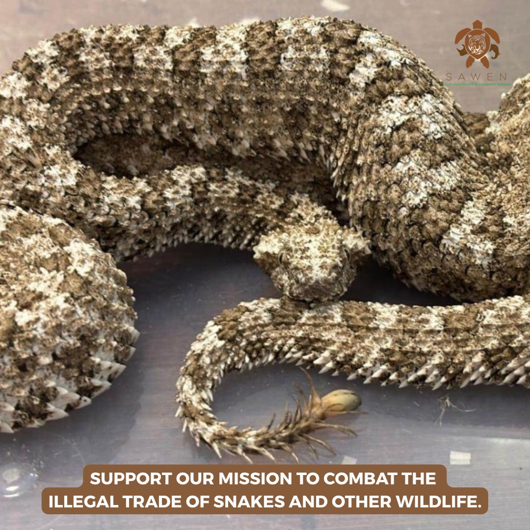 SAWENsec's tweet image. World Snake Day!
The trade in snakes for the exotic pet market is on the rise, posing serious threats to wild populations and increasing the risk of invasive species. Recent seizures across South Asia point to a growing trend that demands urgent attention. #Illegaltrade #SAWEN