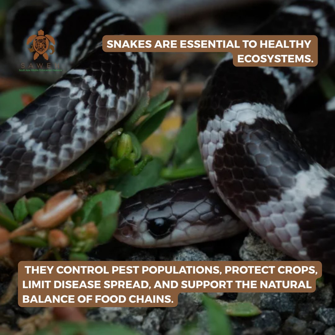 SAWENsec's tweet image. World Snake Day!
The trade in snakes for the exotic pet market is on the rise, posing serious threats to wild populations and increasing the risk of invasive species. Recent seizures across South Asia point to a growing trend that demands urgent attention. #Illegaltrade #SAWEN