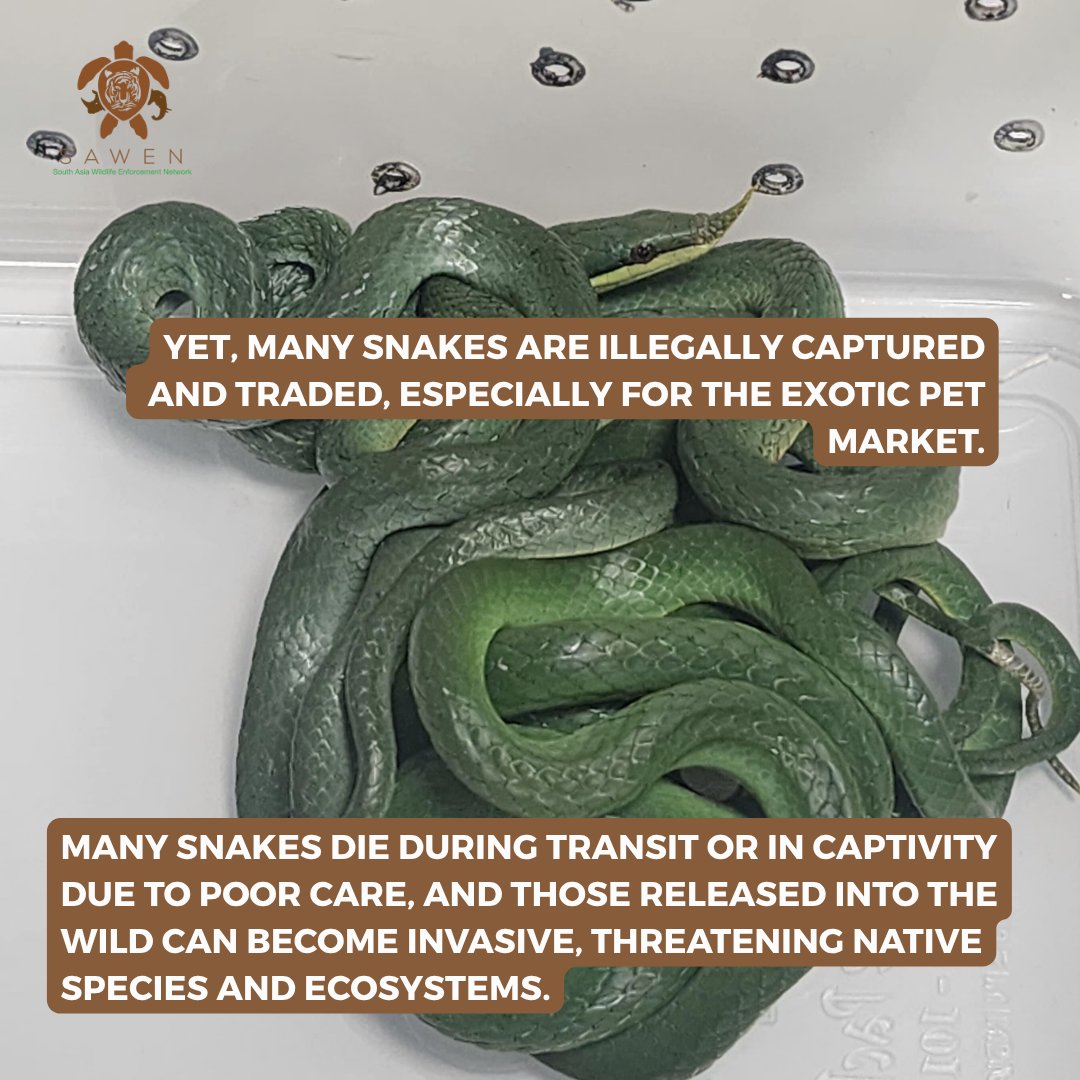 SAWENsec's tweet image. World Snake Day!
The trade in snakes for the exotic pet market is on the rise, posing serious threats to wild populations and increasing the risk of invasive species. Recent seizures across South Asia point to a growing trend that demands urgent attention. #Illegaltrade #SAWEN