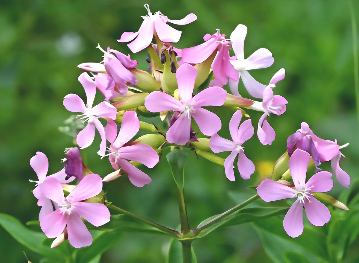 maryvanderes's tweet photo. #Dag16 van #Julibloeiers
#Zeepkruid #Saponaria_officinalis
#Bouncingbet .
Waard-/nectarplant voor zo'n 95 soorten insecten.
@FloraNederland https://t.co/mSDusI34M9
