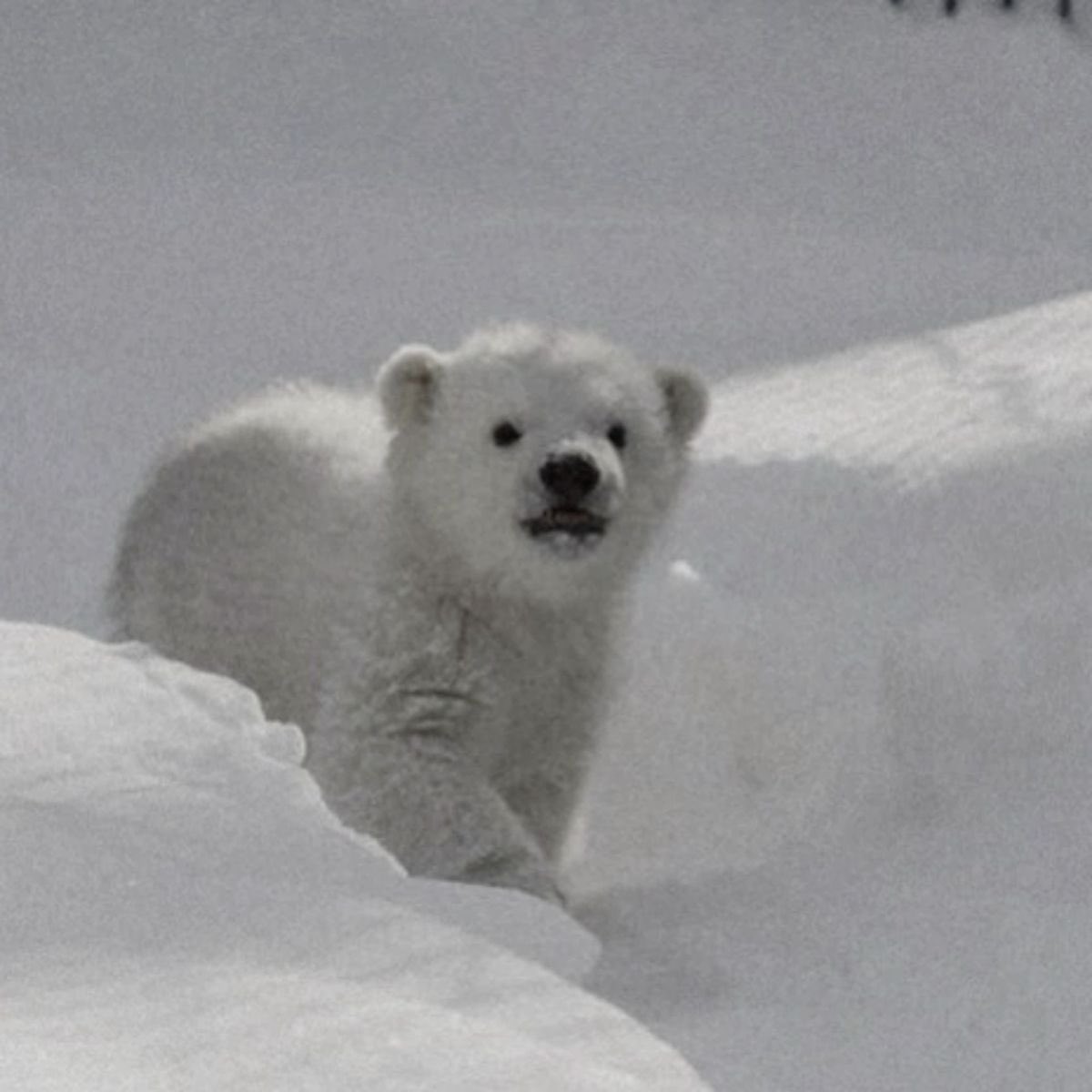 А он на эколога охотиться будет на антрополога