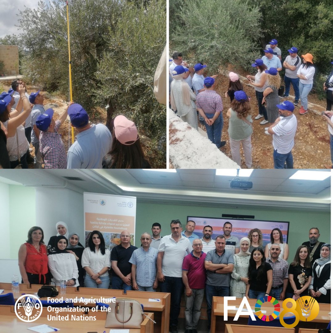 FAOLebanon's tweet image. 🚨 Xylella fastidiosa = one of the 🌍's most destructive bacterial plant diseases threatening key economic crops like olives, grapes,citrus & stone fruits.
FAO & @MoaLebanon organized a Training of Trainers on its surveillance, containment & management to protect 🇱🇧 crops
