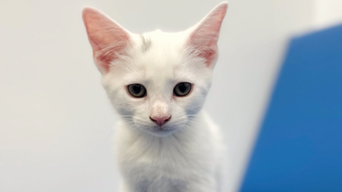 Battersea_'s tweet image. Did you know cats can get frustrated, just like humans? Signs include:
😾 Moving their head or body away from you
😾 Approaching you, interacting, then quickly walking away
😾 Hissing, biting or swiping at you
Always give your cat choice and control to prevent frustration.