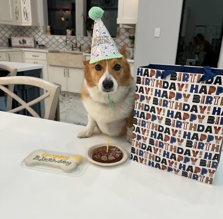 CorgiHugsClub's tweet image. If I look scared, it’s because my mom accidentally singed off my bottom whiskers while lighting the birthday candle. Thanks a lot, Andy. Happy Birthday!