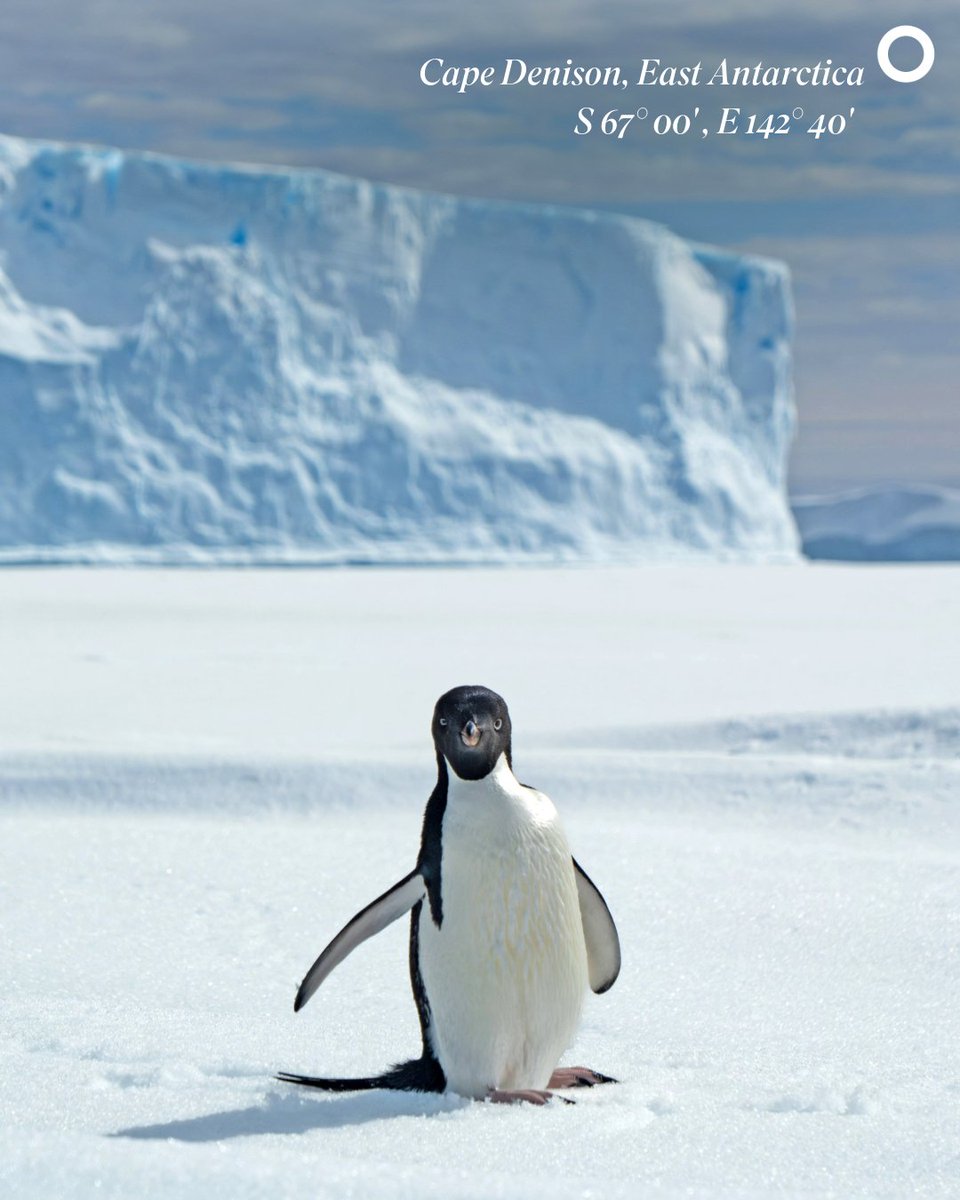 Greetings from Cape Denison in the most remote reaches of East Antarctica. There are just a handful of suites remaining for Scenic Eclipse's 2025 Antarctica departures. Book now for the journey of a lifetime. ow.ly/65cC50WkSe5