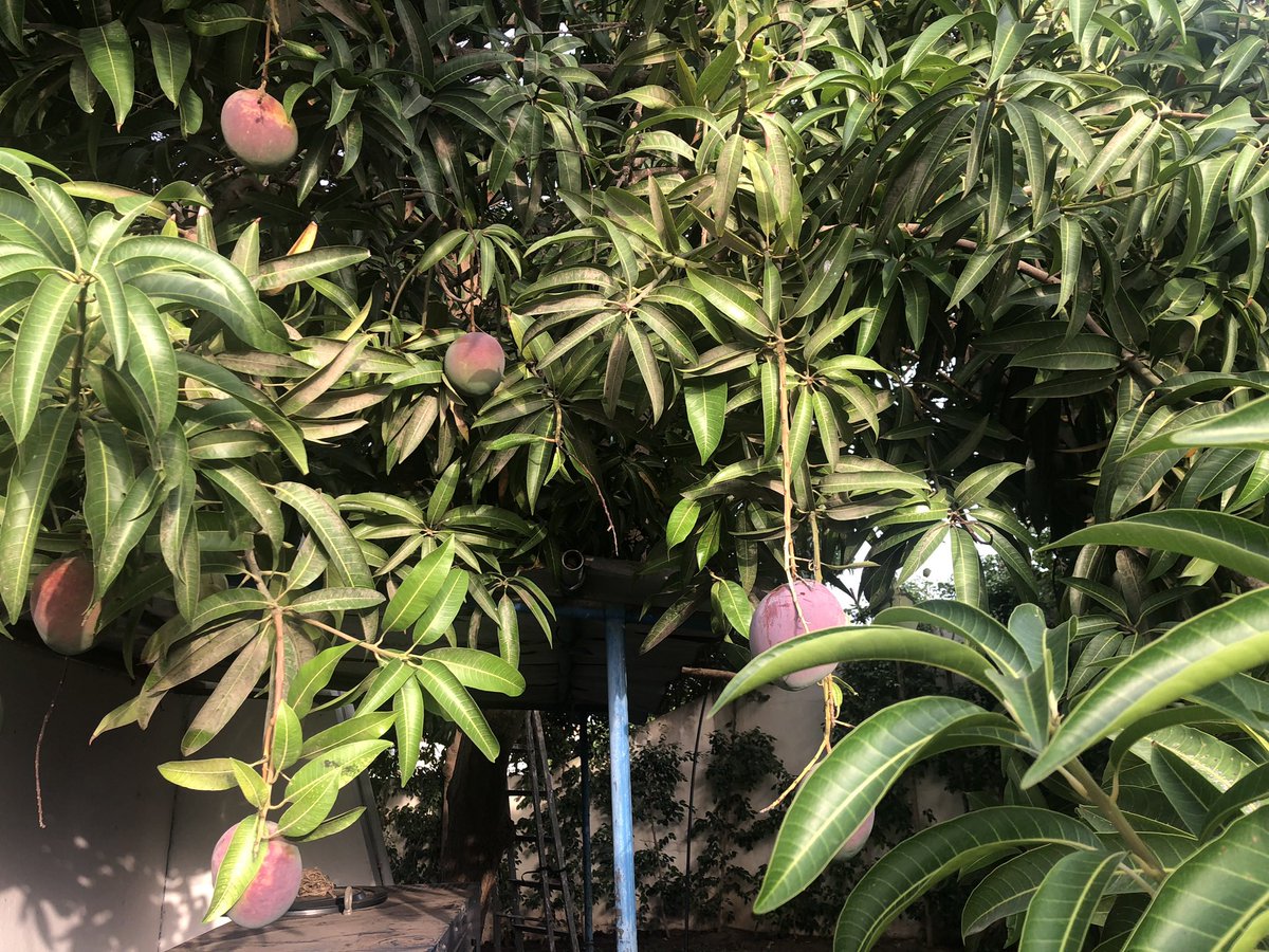 Saima Maymunah Sayed (@sayedmaymunah) on Twitter photo Mango diplomacy season🥭🥭!
Mangoes from Pakistan House in Dakar. Shared them with friends in Senegal. 
These days the mango tree in Pakistan House Dakar, is loaded with gorgeous & sweet smelling 🥭  
Pakistan Senegal share the love for mangoes. 🇵🇰🥭🤝🇸🇳 Mango diplomacy season🥭🥭!
Mangoes from Pakistan House in Dakar. Shared them with friends in Senegal. 
These days the mango tree in Pakistan House Dakar, is loaded with gorgeous & sweet smelling 🥭  
Pakistan Senegal share the love for mangoes. 🇵🇰🥭🤝🇸🇳