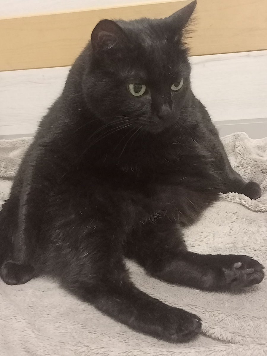 visualscat's tweet image. 