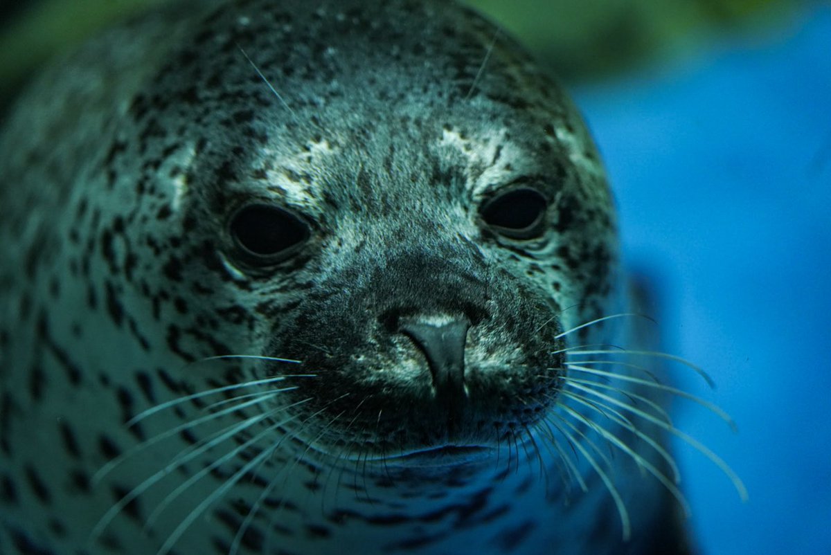 suna2391's tweet image. あたった ·͜·
再投稿すいません；；
 #新江ノ島水族館 #えのすい #ココア