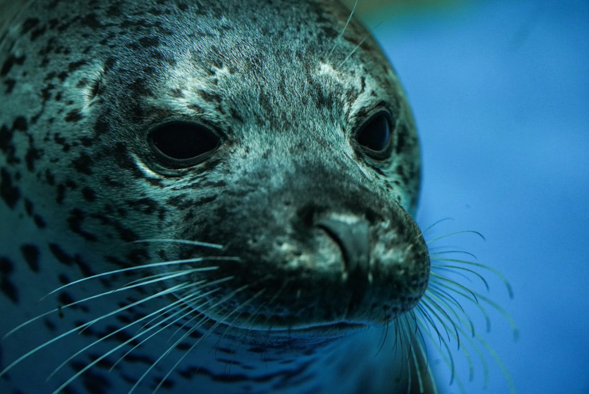 suna2391's tweet image. あたった ·͜·
再投稿すいません；；
 #新江ノ島水族館 #えのすい #ココア