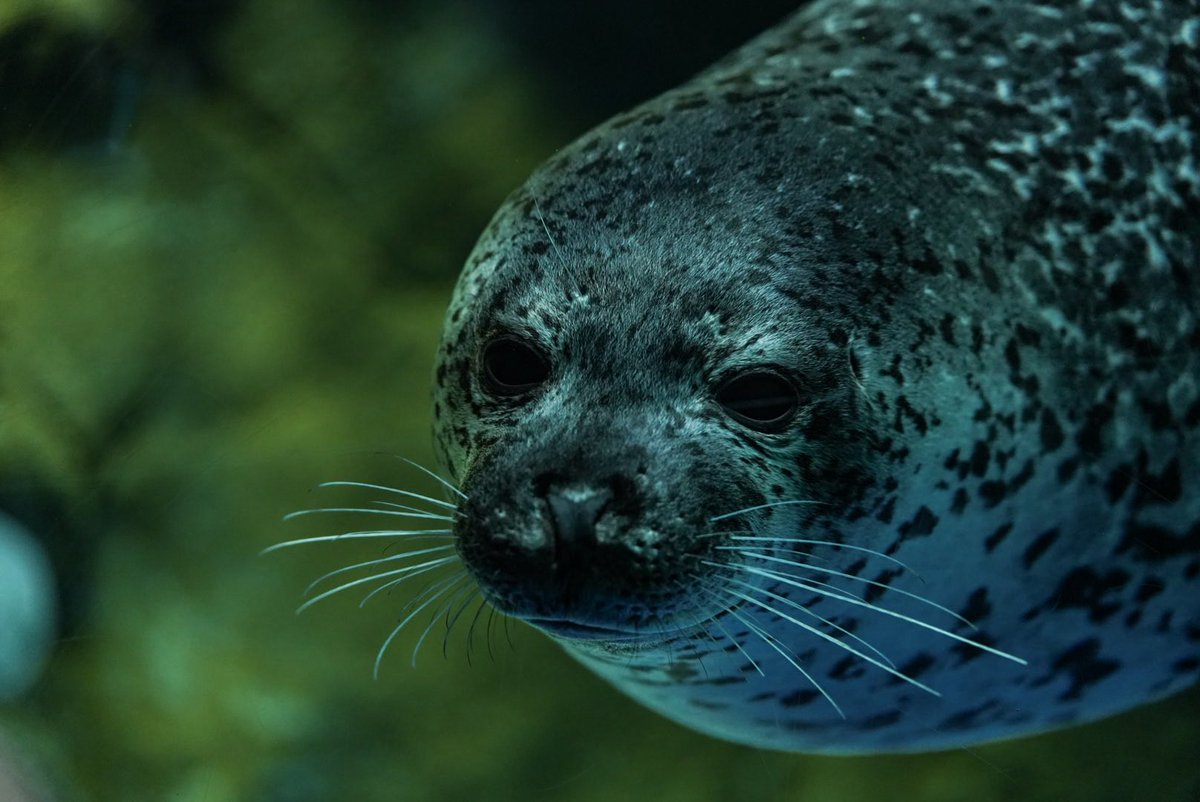 suna2391's tweet image. あたった ·͜·
再投稿すいません；；
 #新江ノ島水族館 #えのすい #ココア