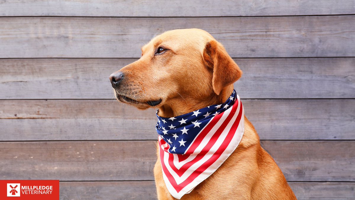 Millpledge Veterinary tweet media