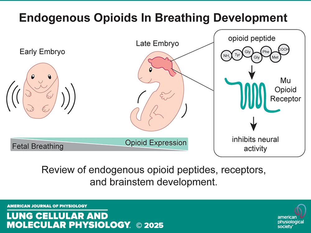 AJP-Lung Cellular and Molecular Physiology (@ajplung) on Twitter photo Review by <a href="/FornekJessica/">Dr. Jessica Whitaker-Fornek</a> and ES Levitt (<a href="/umichmedicine/">Michigan Medicine</a>) #Endogenous #opioids and the development of the mammalian respiratory control network | #brainstem #RespiratoryDepression
ow.ly/m1Kf50W7FpY Review by <a href="/FornekJessica/">Dr. Jessica Whitaker-Fornek</a> and ES Levitt (<a href="/umichmedicine/">Michigan Medicine</a>) #Endogenous #opioids and the development of the mammalian respiratory control network | #brainstem #RespiratoryDepression
ow.ly/m1Kf50W7FpY