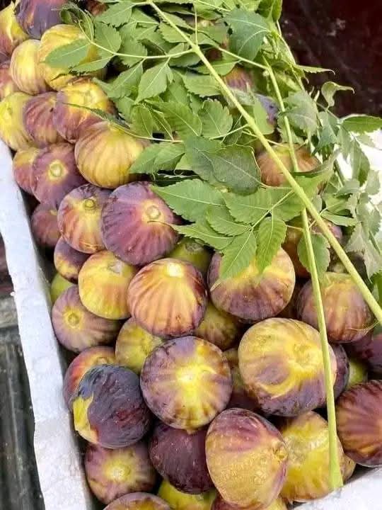 كيلو الكرموس اليوم ب 55 دينار شكلهم يسقوا فيه بميه زهر .