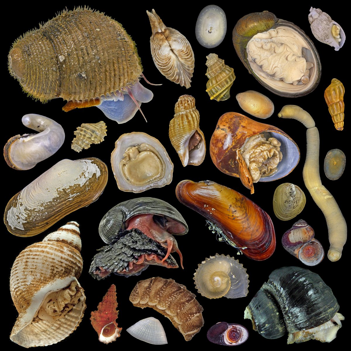 Conchological Society of Great Britain & Ireland (@conchsoc) on Twitter photo Join us for a deep-dive into a bizarre world with Dr Chong CHEN <a href="/squamiferum/">C. Chen @ Jamsteeeec</a> <a href="/JAMSTEC_PR/">JAMSTEC 海洋研究開発機構 \海と地球の研究所/</a> - come discover how these molluscs evolved to thrive in submarine geysers where few others dare! Online-only talk, Sat 12 July at earlier time of 12:00 BST; details at conchsoc.org/pages/workshop… Join us for a deep-dive into a bizarre world with Dr Chong CHEN <a href="/squamiferum/">C. Chen @ Jamsteeeec</a> <a href="/JAMSTEC_PR/">JAMSTEC 海洋研究開発機構 \海と地球の研究所/</a> - come discover how these molluscs evolved to thrive in submarine geysers where few others dare! Online-only talk, Sat 12 July at earlier time of 12:00 BST; details at conchsoc.org/pages/workshop…